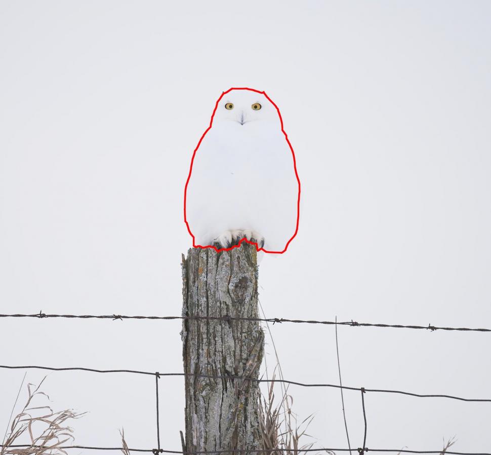 Camuflajul perfect. În această fotografie, o bufniță se relaxează liniștită și nimeni nu reușește s-o observe  956957