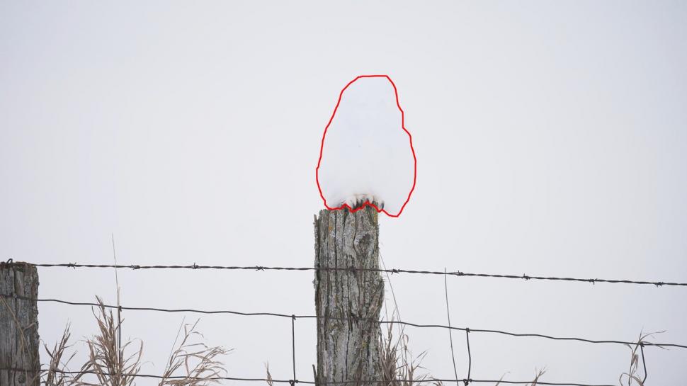 Camuflajul perfect. În această fotografie, o bufniță se relaxează liniștită și nimeni nu reușește s-o observe  956958