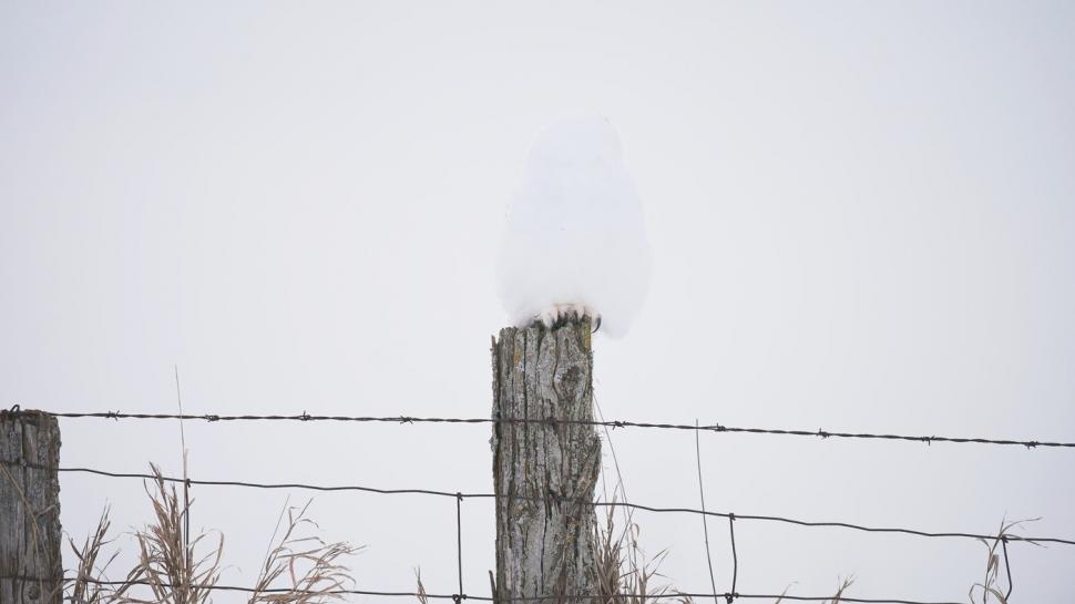 Camuflajul perfect. În această fotografie, o bufniță se relaxează liniștită și nimeni nu reușește s-o observe  956959