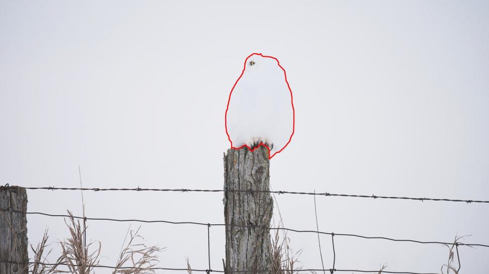 Camuflajul perfect. În această fotografie, o bufniță se relaxează liniștită și nimeni nu reușește s-o observe  956960