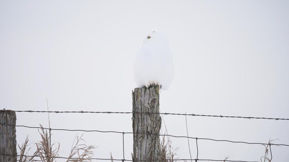 Camuflajul perfect. În această fotografie, o bufniță se relaxează liniștită și nimeni nu reușește s-o observe  956961