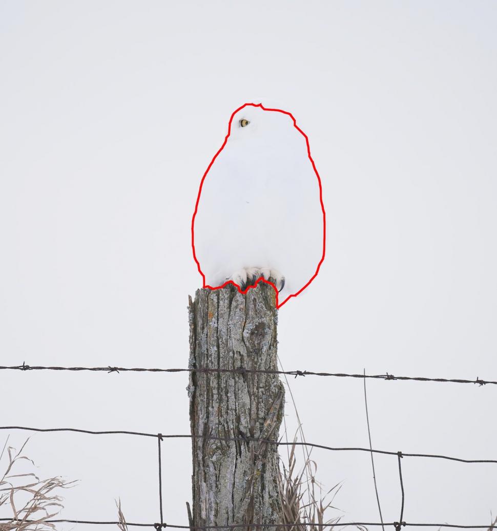 Camuflajul perfect. În această fotografie, o bufniță se relaxează liniștită și nimeni nu reușește s-o observe  956962