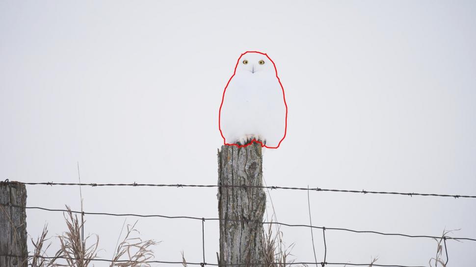 Camuflajul perfect. În această fotografie, o bufniță se relaxează liniștită și nimeni nu reușește s-o observe  956963