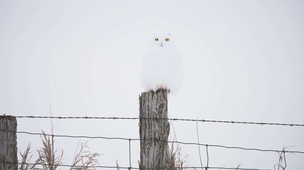 Camuflajul perfect. În această fotografie, o bufniță se relaxează liniștită și nimeni nu reușește s-o observe  956964