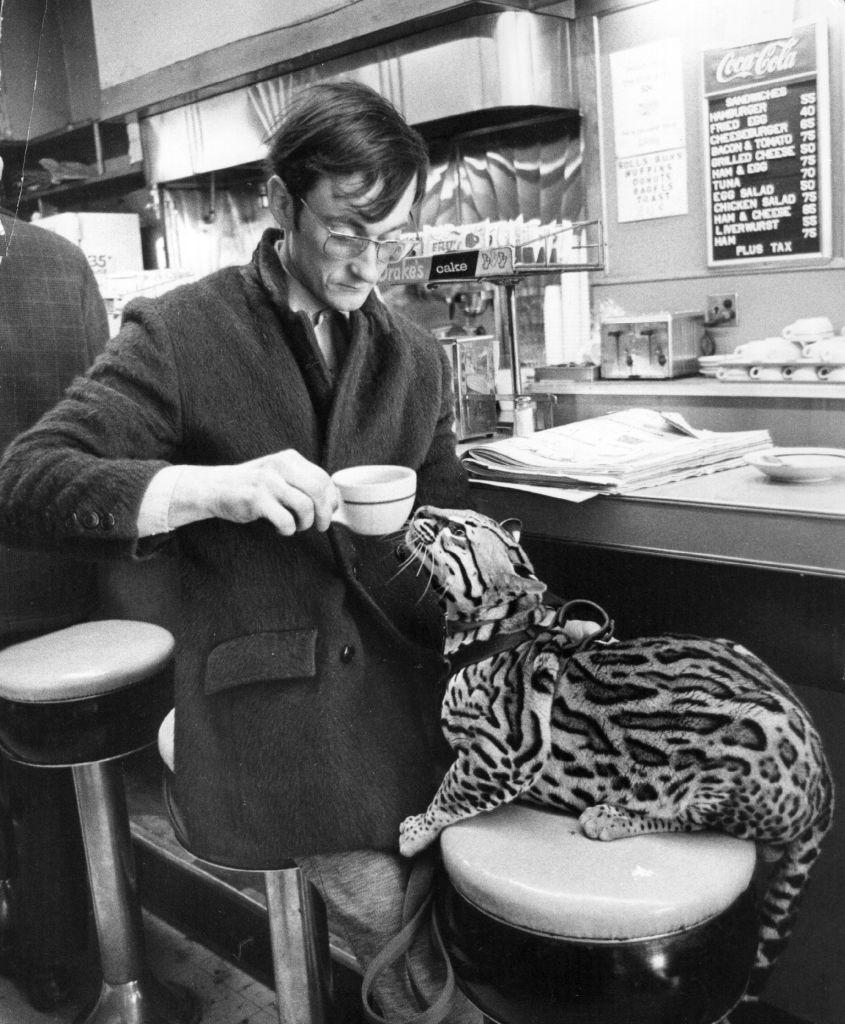 În SUA au rămas mai puţin de 100 de oceloţi. Imagini de arhivă cu pisicile sălbatice pe care americanii încearcă acum să le salveze 956929