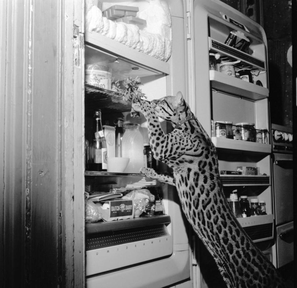 În SUA au rămas mai puţin de 100 de oceloţi. Imagini de arhivă cu pisicile sălbatice pe care americanii încearcă acum să le salveze 956930