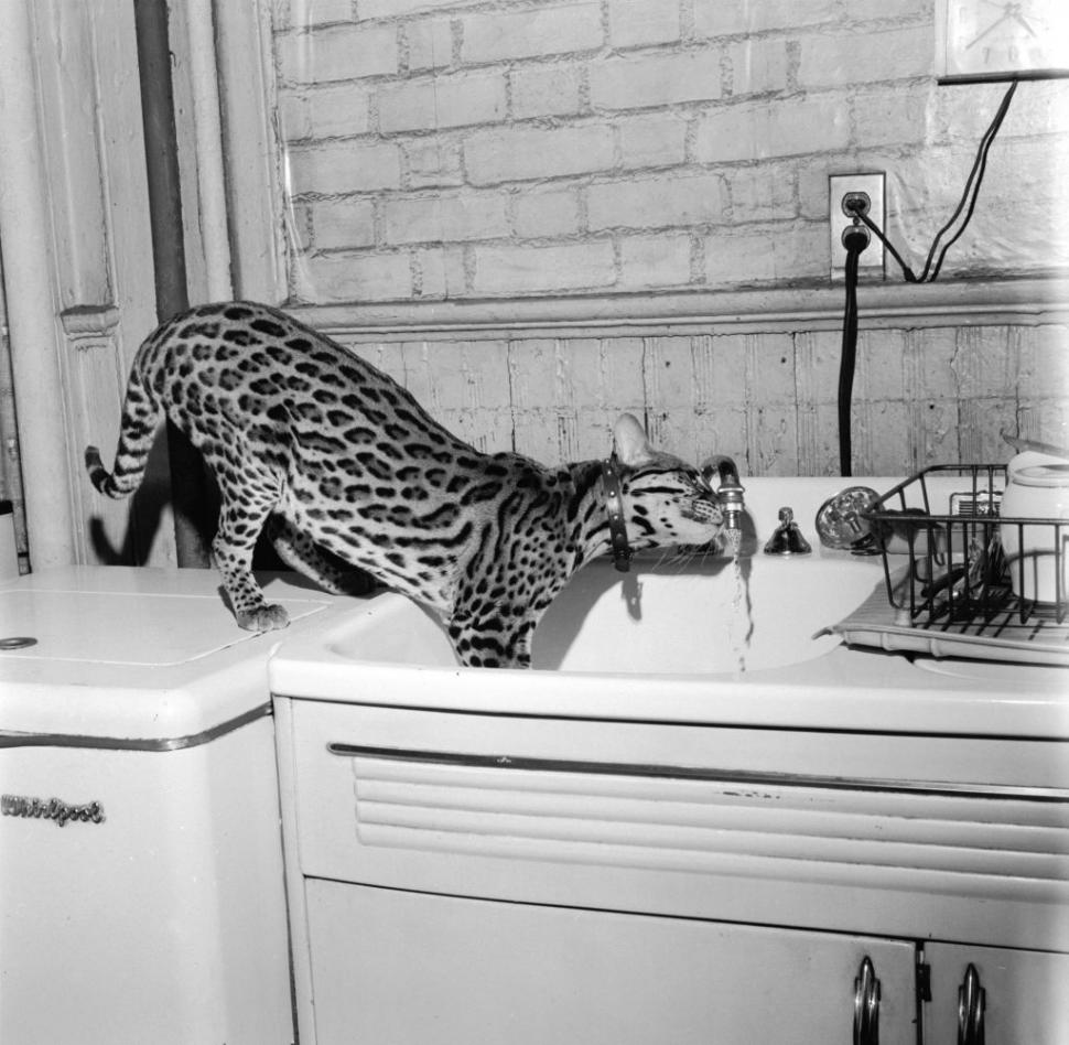 În SUA au rămas mai puţin de 100 de oceloţi. Imagini de arhivă cu pisicile sălbatice pe care americanii încearcă acum să le salveze 956931