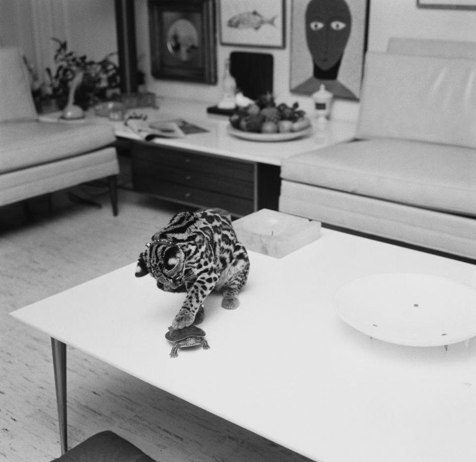 În SUA au rămas mai puţin de 100 de oceloţi. Imagini de arhivă cu pisicile sălbatice pe care americanii încearcă acum să le salveze 956932