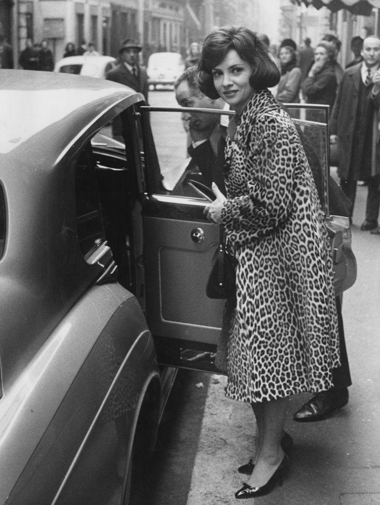 În SUA au rămas mai puţin de 100 de oceloţi. Imagini de arhivă cu pisicile sălbatice pe care americanii încearcă acum să le salveze 956933