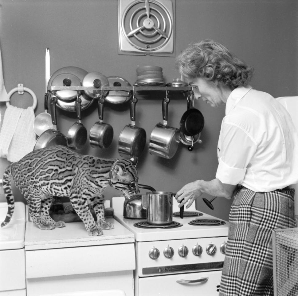 În SUA au rămas mai puţin de 100 de oceloţi. Imagini de arhivă cu pisicile sălbatice pe care americanii încearcă acum să le salveze 956934