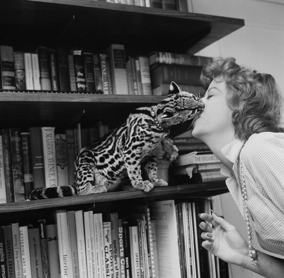 În SUA au rămas mai puţin de 100 de oceloţi. Imagini de arhivă cu pisicile sălbatice pe care americanii încearcă acum să le salveze 956935