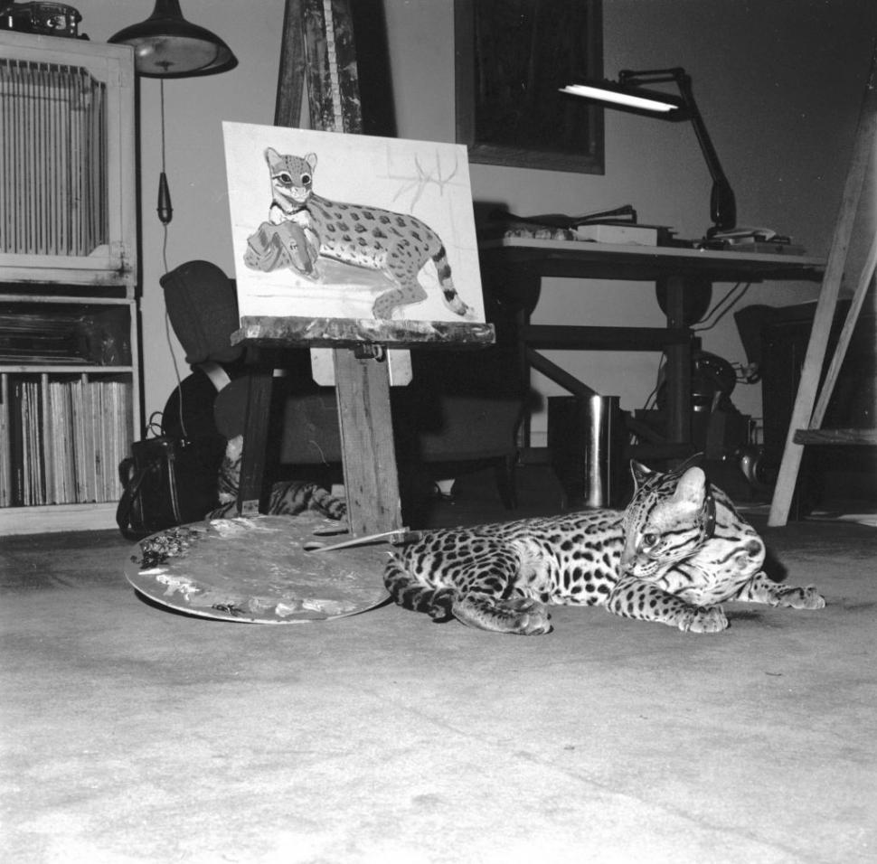 În SUA au rămas mai puţin de 100 de oceloţi. Imagini de arhivă cu pisicile sălbatice pe care americanii încearcă acum să le salveze 956936