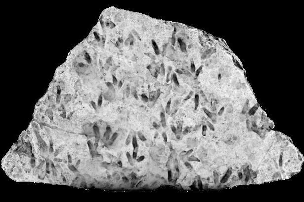 Descoperire „incredibilă” într-un liceu: S-au găsit zeci de urme de dinozaur pe o rocă ce stătea expusă în instituție de 23 de ani 957346