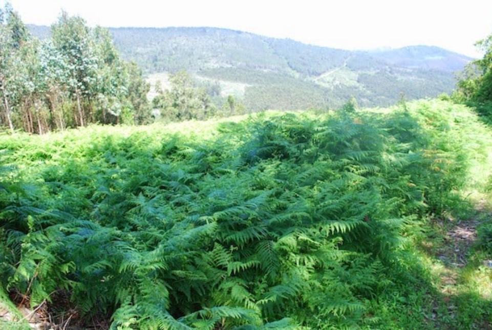 Un sat abandonat din Spania este scos la vânzare cu 89.000 de euro: „Dacă tăiați buruienile se vede marea” 957397