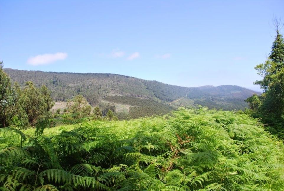 Un sat abandonat din Spania este scos la vânzare cu 89.000 de euro: „Dacă tăiați buruienile se vede marea” 957403