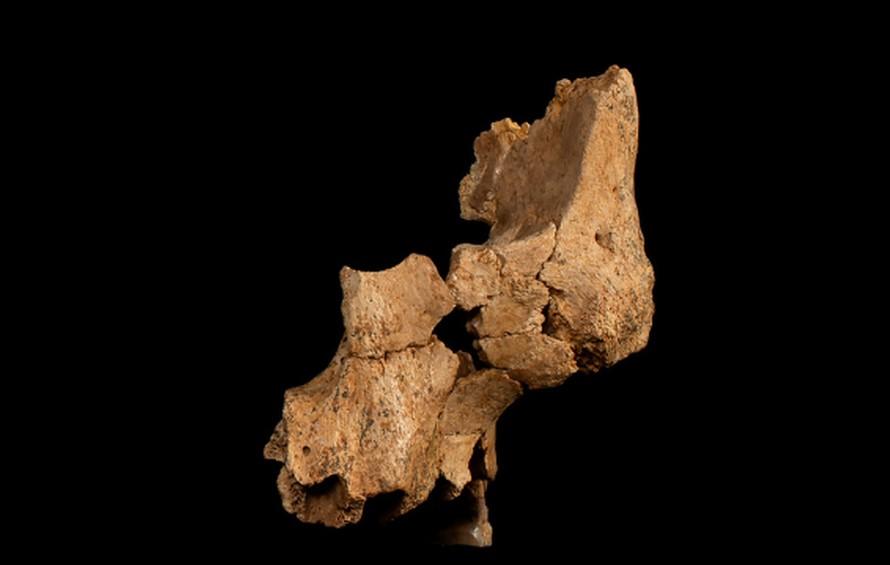 Au fost găsite fosilele celui mai vechi chip uman din Europa de Vest. Cum arăta „Pink”, acum 1,4 milioane de ani 957586