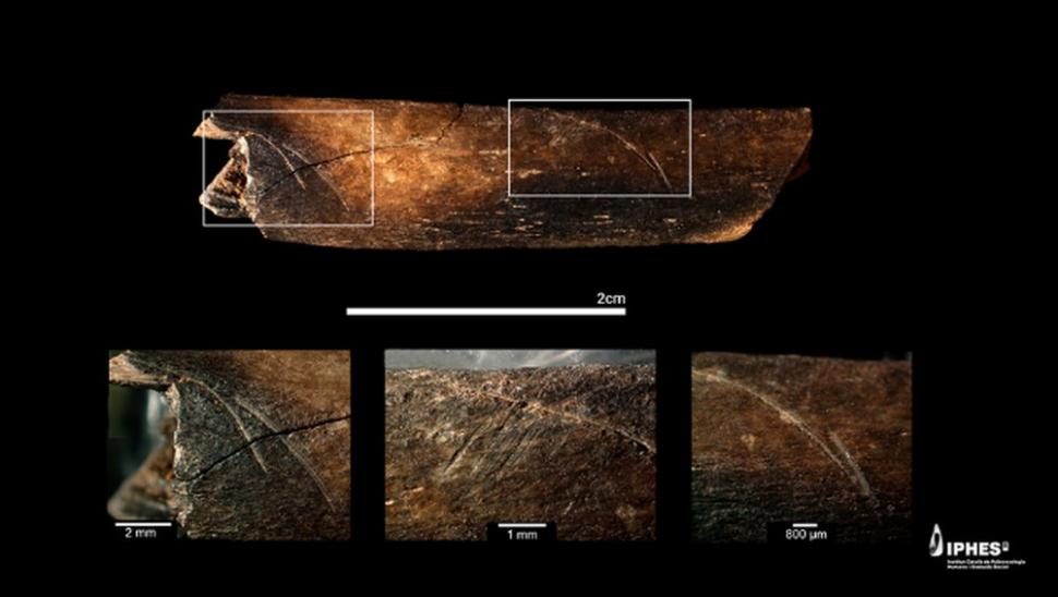 Au fost găsite fosilele celui mai vechi chip uman din Europa de Vest. Cum arăta „Pink”, acum 1,4 milioane de ani 957588