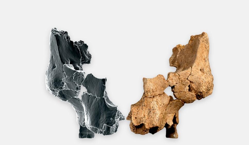 Au fost găsite fosilele celui mai vechi chip uman din Europa de Vest. Cum arăta „Pink”, acum 1,4 milioane de ani 957591