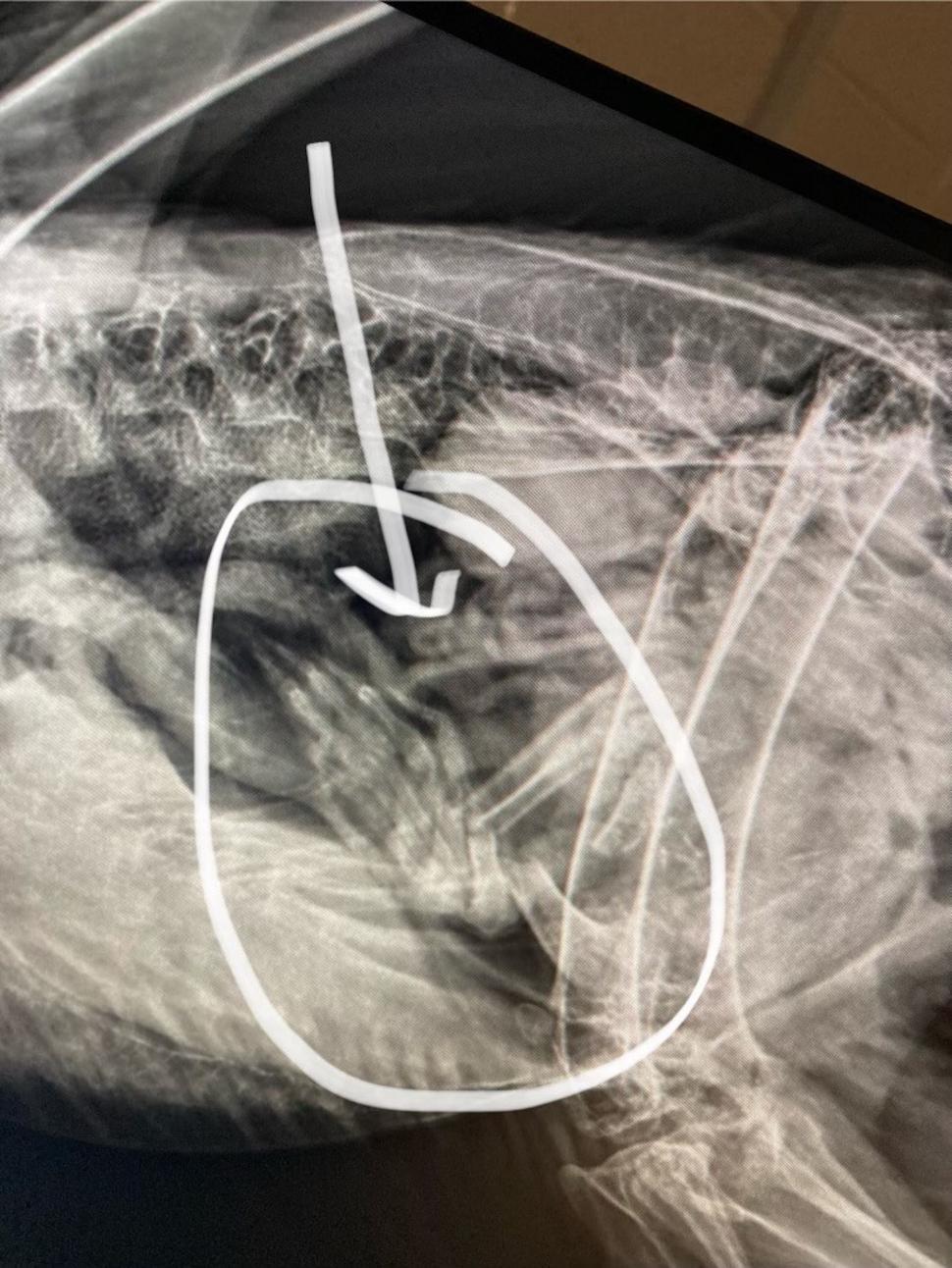 Autoritățile au încercat să salveze un vultur, dar au izbucnit în râs când au realizat care este, de fapt, problema 958690