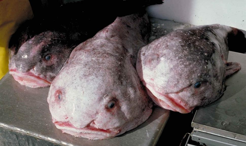 După ce a fost desemnat cel mai urât animal de pe planetă, blobfish a câştigat titlul de "peştele anului" în Noua Zeelandă 958654