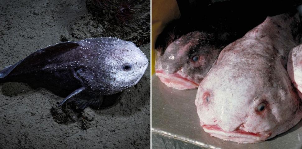 După ce a fost desemnat cel mai urât animal de pe planetă, blobfish a câştigat titlul de "peştele anului" în Noua Zeelandă 958658
