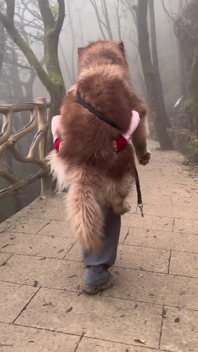 Un malamut uriaș și leneș scos la plimbare n-a mai avut chef să meargă, iar stăpâna l-a cărat în spate. Câinele are 49 kg 958828