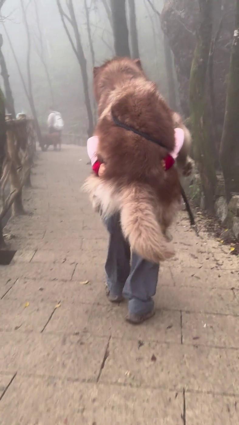 Un malamut uriaș și leneș scos la plimbare n-a mai avut chef să meargă, iar stăpâna l-a cărat în spate. Câinele are 49 kg 958829