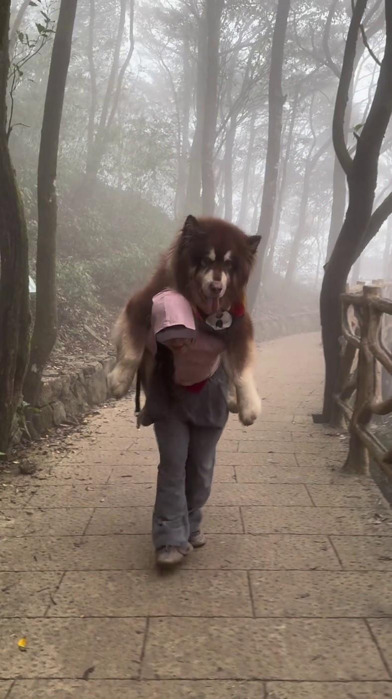 Un malamut uriaș și leneș scos la plimbare n-a mai avut chef să meargă, iar stăpâna l-a cărat în spate. Câinele are 49 kg 958830