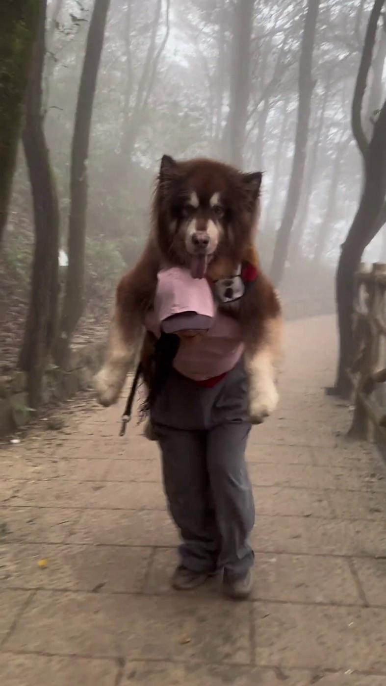 Un malamut uriaș și leneș scos la plimbare n-a mai avut chef să meargă, iar stăpâna l-a cărat în spate. Câinele are 49 kg 958831