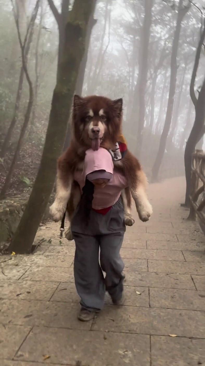 Un malamut uriaș și leneș scos la plimbare n-a mai avut chef să meargă, iar stăpâna l-a cărat în spate. Câinele are 49 kg 958832