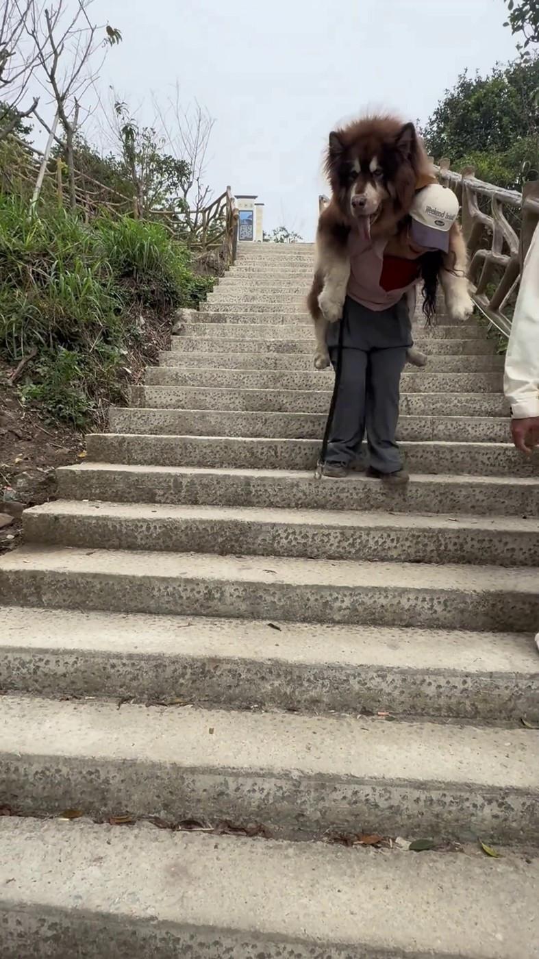 Un malamut uriaș și leneș scos la plimbare n-a mai avut chef să meargă, iar stăpâna l-a cărat în spate. Câinele are 49 kg 958833