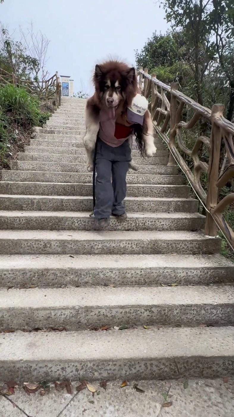 Un malamut uriaș și leneș scos la plimbare n-a mai avut chef să meargă, iar stăpâna l-a cărat în spate. Câinele are 49 kg 958834