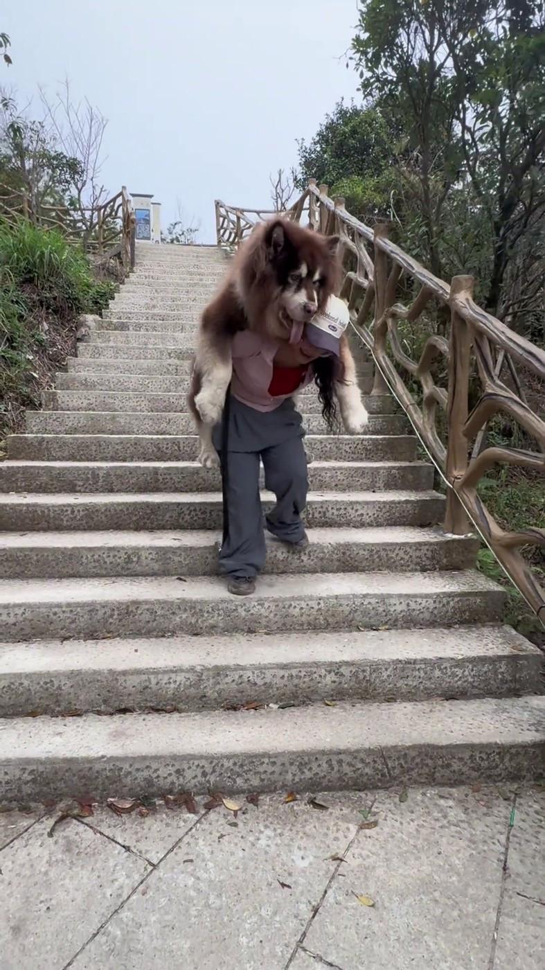 Un malamut uriaș și leneș scos la plimbare n-a mai avut chef să meargă, iar stăpâna l-a cărat în spate. Câinele are 49 kg 958835