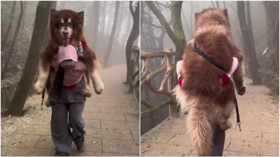 Un malamut uriaș și leneș scos la plimbare n-a mai avut chef să meargă, iar stăpâna l-a cărat în spate. Câinele are 49 kg 958838