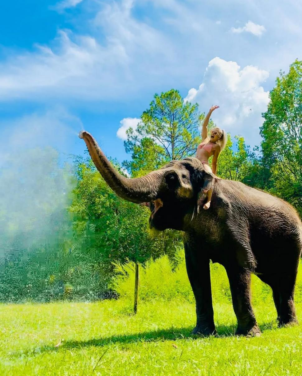 Clipul viral care a cucerit internetul: elefantul care adoră să îi fie colorate unghiile cu cretă roz 956492
