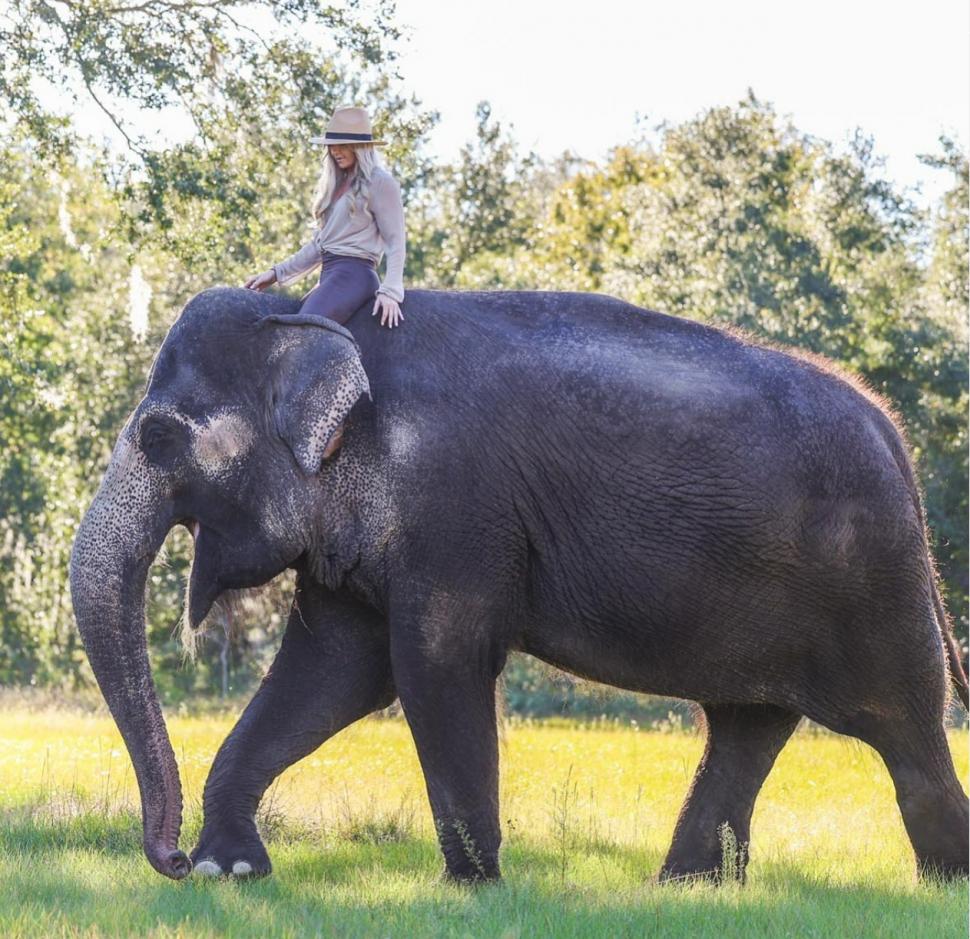 Clipul viral care a cucerit internetul: elefantul care adoră să îi fie colorate unghiile cu cretă roz 956494