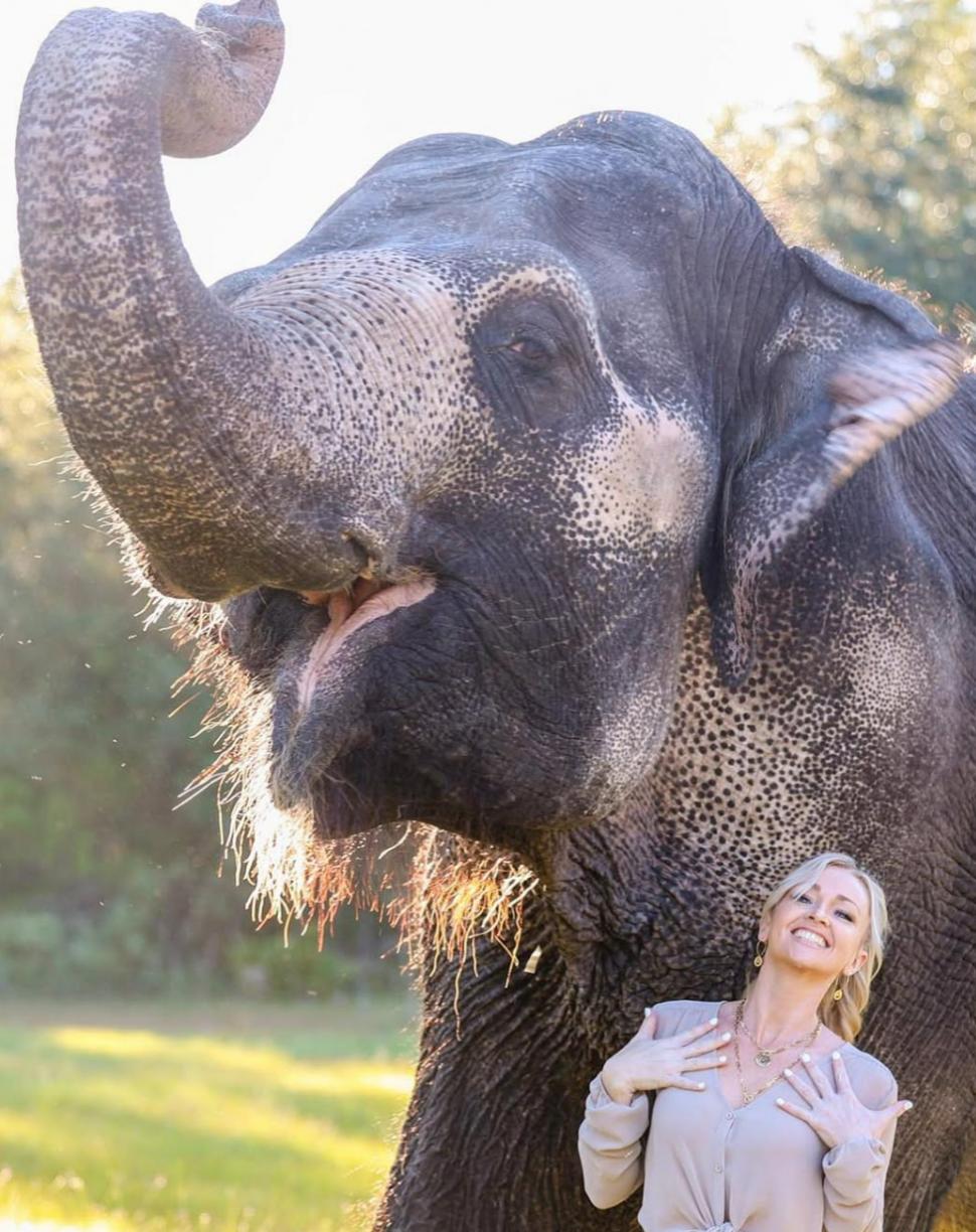 Clipul viral care a cucerit internetul: elefantul care adoră să îi fie colorate unghiile cu cretă roz 956495