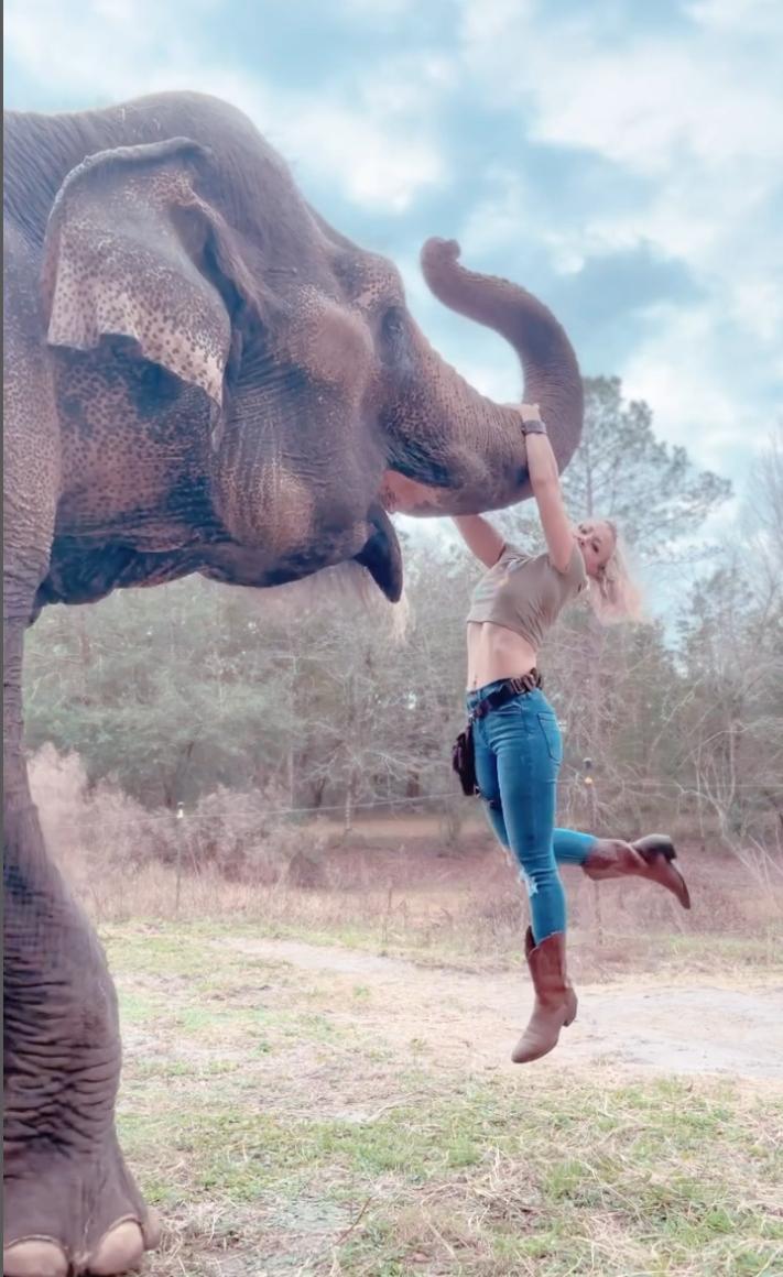 Clipul viral care a cucerit internetul: elefantul care adoră să îi fie colorate unghiile cu cretă roz 956496