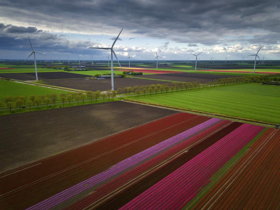 Au înflorit lalelele în Olanda. Cum arată din dronă câmpurile vaste, pline de flori 960215