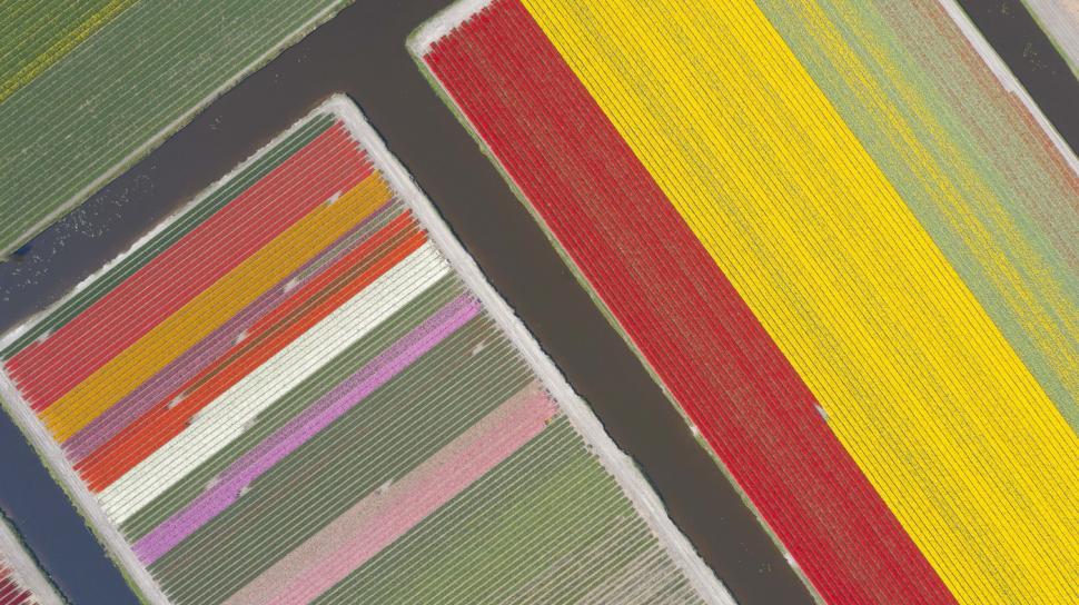 Au înflorit lalelele în Olanda. Cum arată din dronă câmpurile vaste, pline de flori 960216