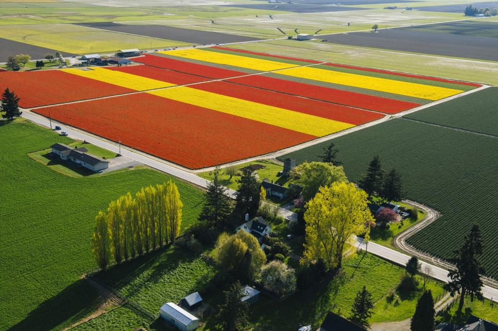 Au înflorit lalelele în Olanda. Cum arată din dronă câmpurile vaste, pline de flori 960221