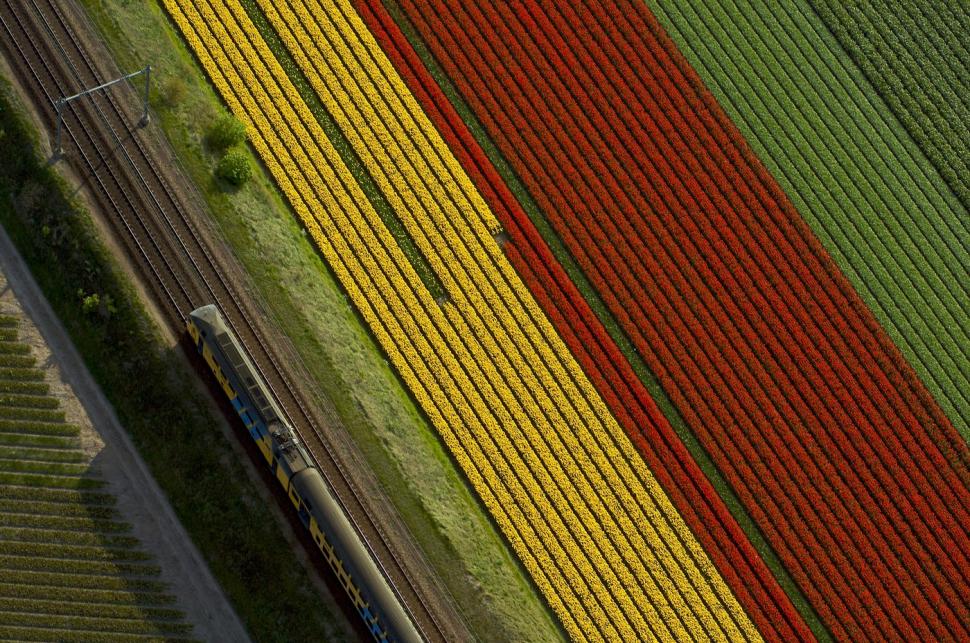 Au înflorit lalelele în Olanda. Cum arată din dronă câmpurile vaste, pline de flori 960222