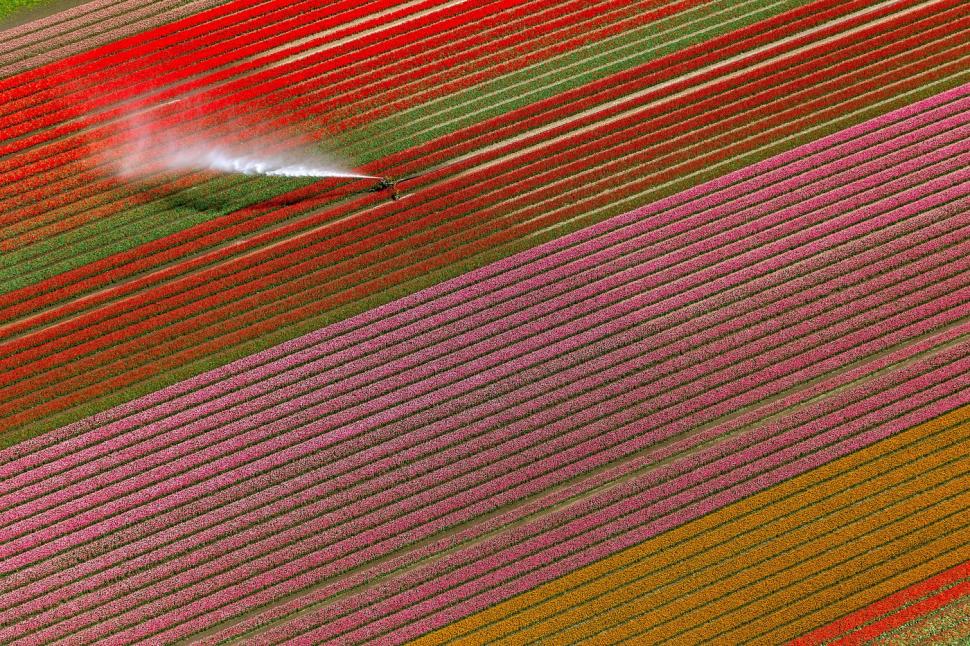 Au înflorit lalelele în Olanda. Cum arată din dronă câmpurile vaste, pline de flori 960223