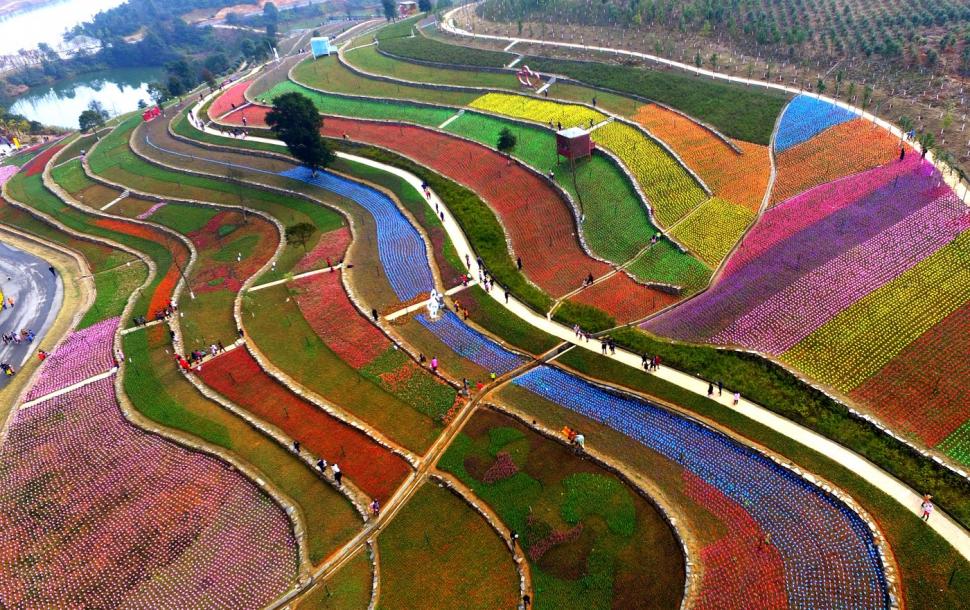 Au înflorit lalelele în Olanda. Cum arată din dronă câmpurile vaste, pline de flori 960224