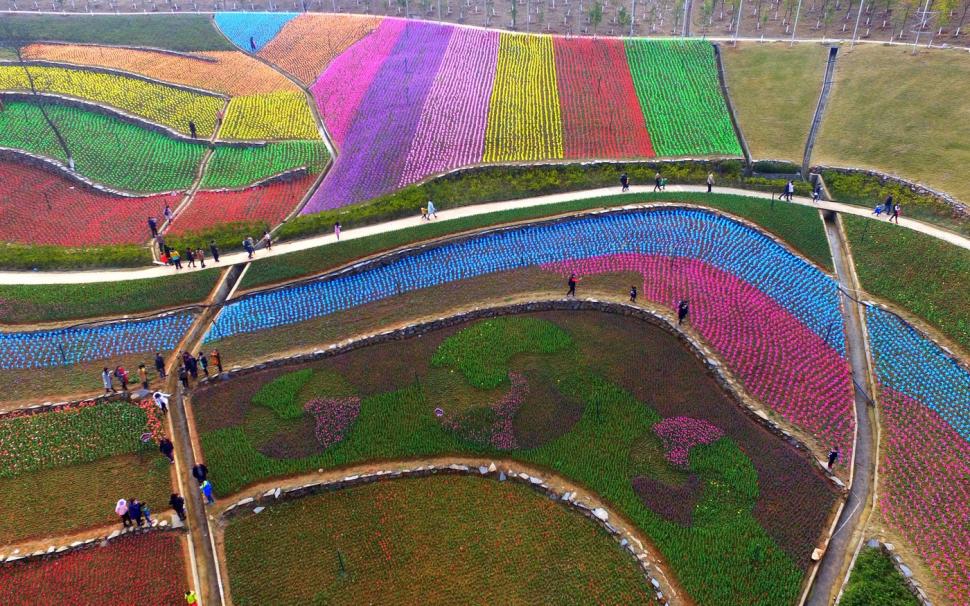 Au înflorit lalelele în Olanda. Cum arată din dronă câmpurile vaste, pline de flori 960225