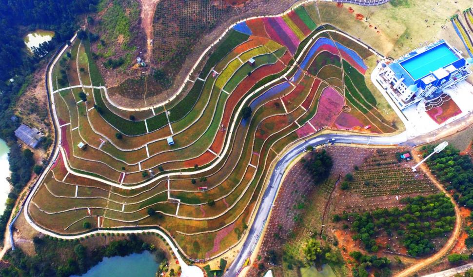 Au înflorit lalelele în Olanda. Cum arată din dronă câmpurile vaste, pline de flori 960227