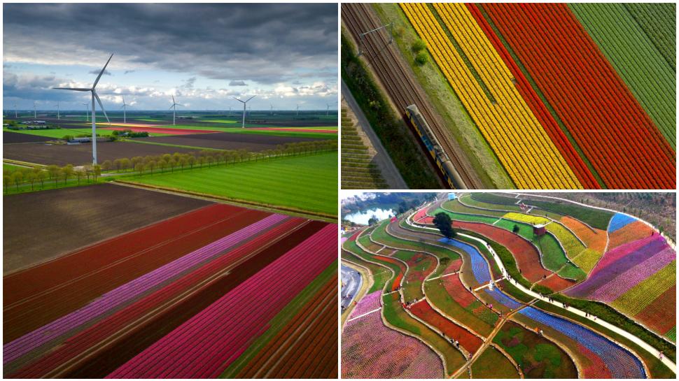 Au înflorit lalelele în Olanda. Cum arată din dronă câmpurile vaste, pline de flori 960234