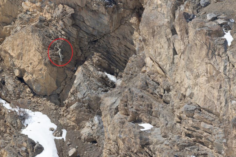 Camuflajul perfect. Fotografiile în care un leopard de zăpadă se odihnește sau sare pe stânci și nimeni nu reușește să-l observe 960322
