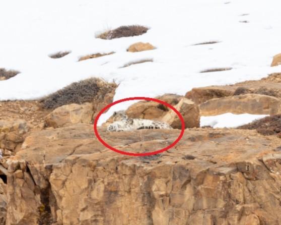 Camuflajul perfect. Fotografiile în care un leopard de zăpadă se odihnește sau sare pe stânci și nimeni nu reușește să-l observe 960323