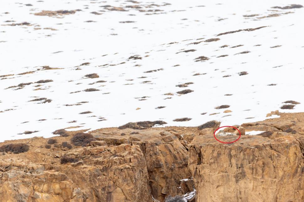 Camuflajul perfect. Fotografiile în care un leopard de zăpadă se odihnește sau sare pe stânci și nimeni nu reușește să-l observe 960327